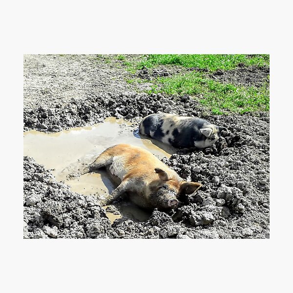 Item preview, Pigs on the dirty puddle Animals designed and sold by Tanja Dianova.