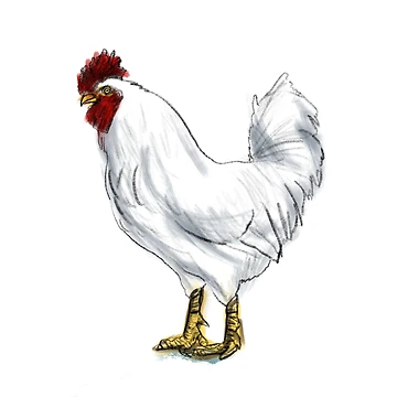 Artwork thumbnail, ? Chicken by Ryan Biddle