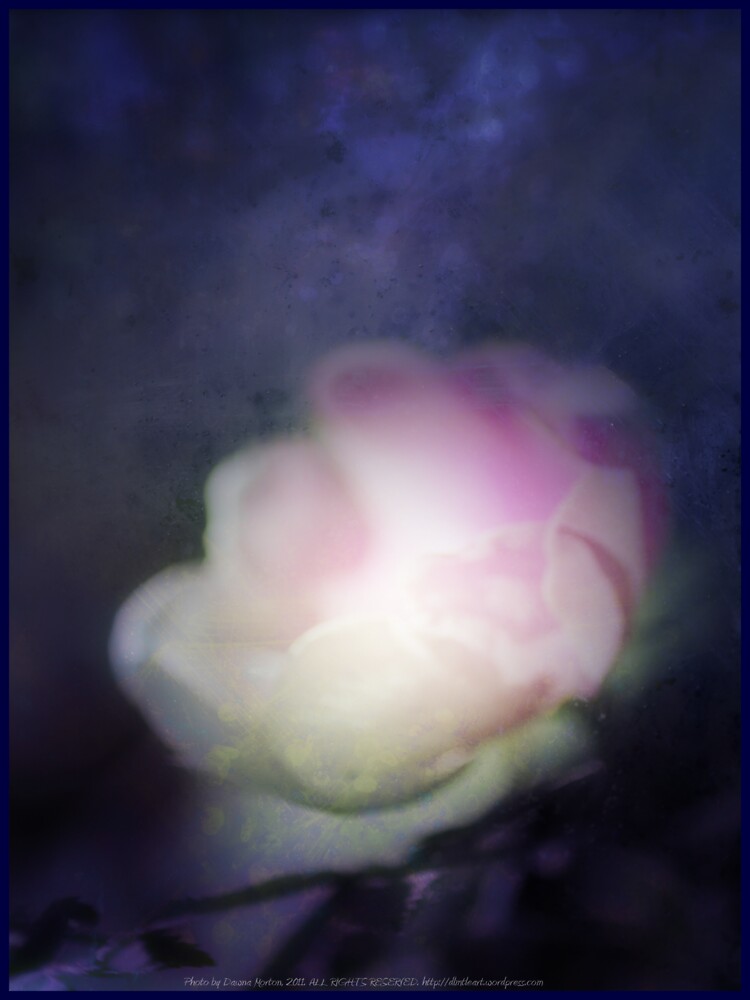 delicate pink old fashioned rose pattern 2 by DlmtleArt