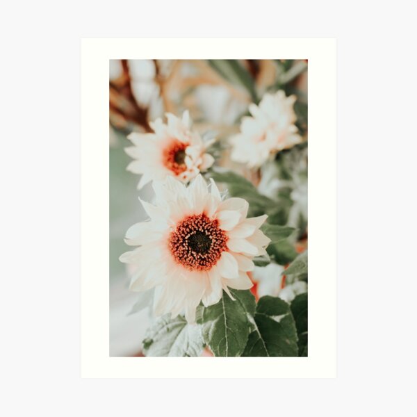 Pastel sunflowers Art Print
