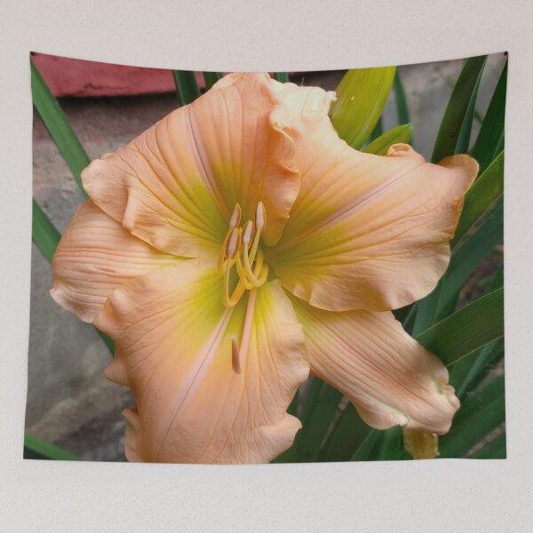 Item preview, Dark Light Peach Daylily, Lily, Lilies designed and sold by PrettyLittlePic.