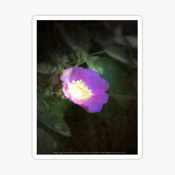 glowing old fashioned rose elegance Sticker