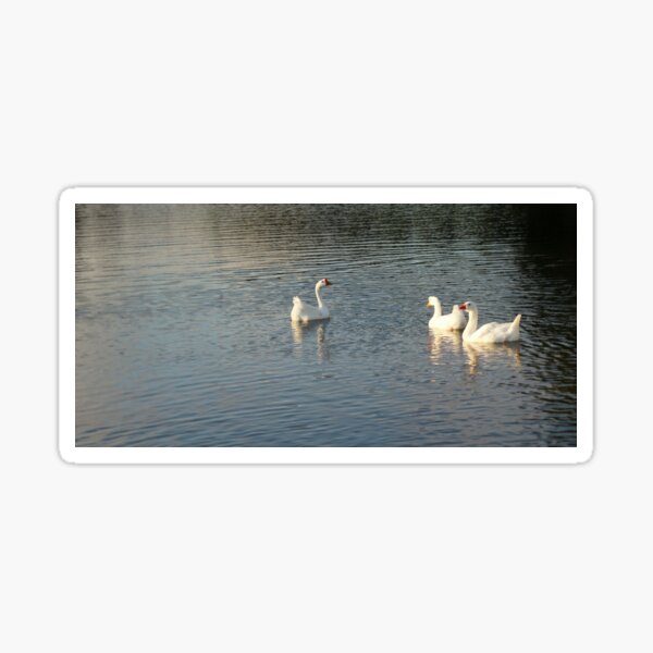 geese in Trojan pond, near Goble, Oregon 2 Sticker