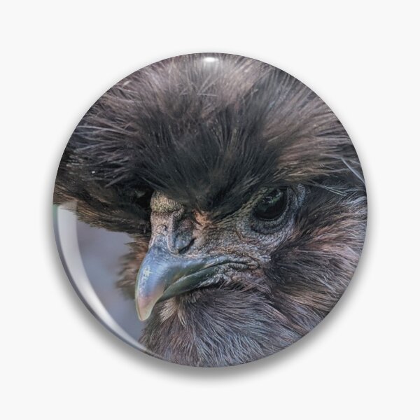 Item preview, Adorable Silkie Chicken, Cute Black Silkies Close Up designed and sold by PrettyLittlePic.