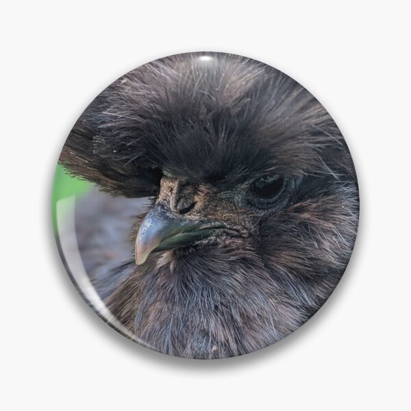 Item preview, Black Silkie Chicken, Cute Silkie Close Up designed and sold by PrettyLittlePic.