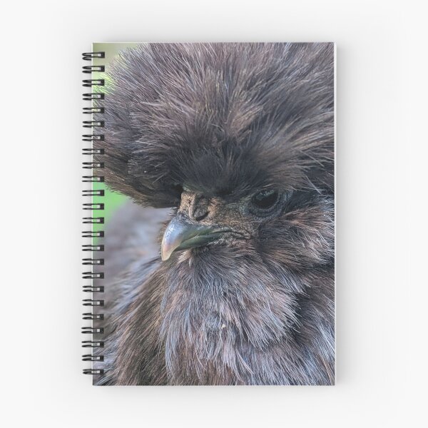 Item preview, Black Silkie Chicken, Cute Silkie Close Up designed and sold by PrettyLittlePic.