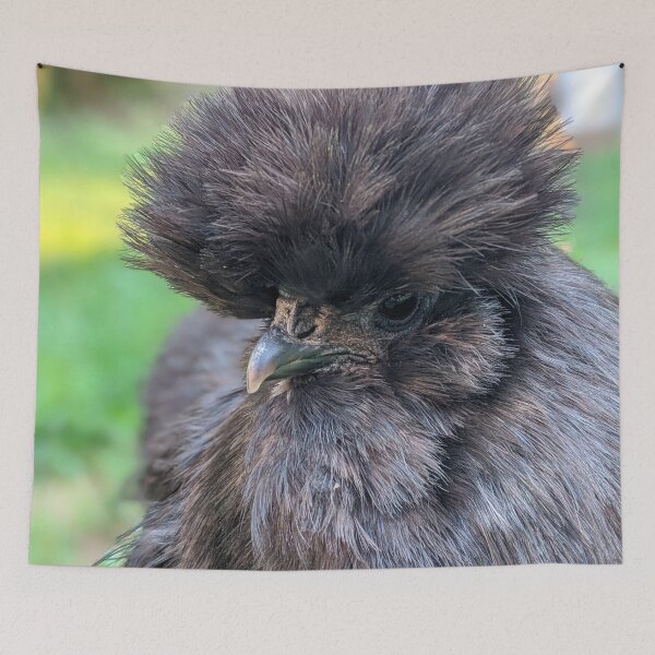 Item preview, Black Silkie Chicken, Cute Silkie Close Up designed and sold by PrettyLittlePic.