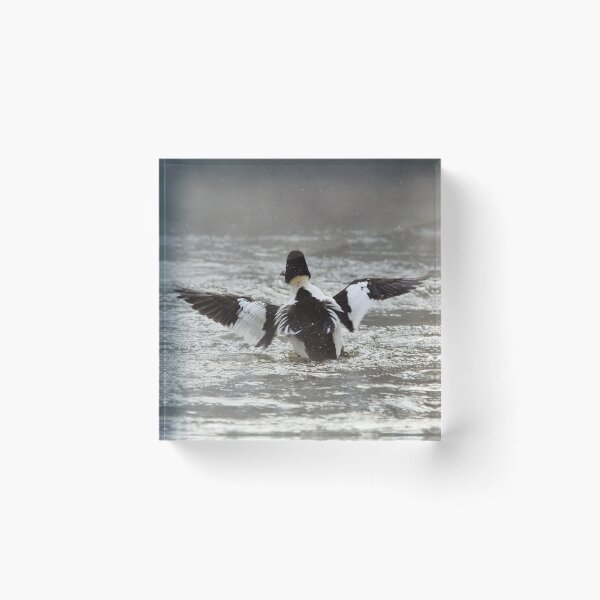 Item preview, Splashes to splashes. Common goldeneye designed and sold by Jouko Lehto Photography.