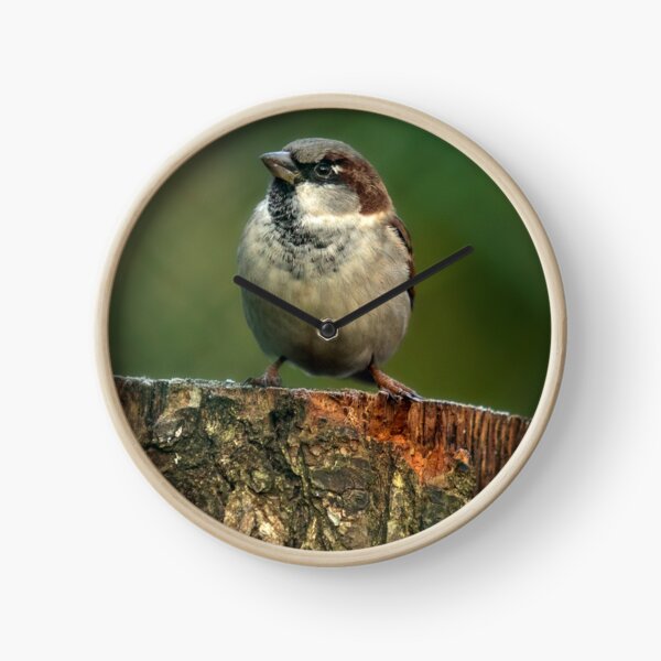sparrow and coal tit sketchbook