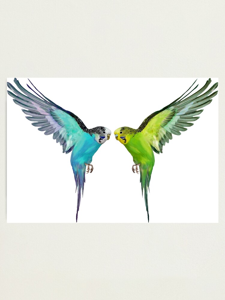 flying budgie, bird pet, lover in love flying budgie, bird pet, lover in love