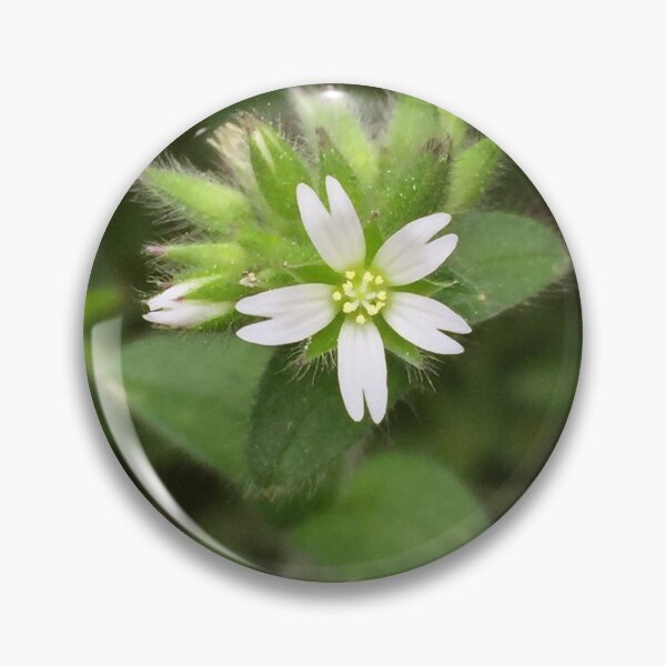 Item preview, Mouse-ear chickweed closeup designed and sold by Jessica Bernal Rodriguez.