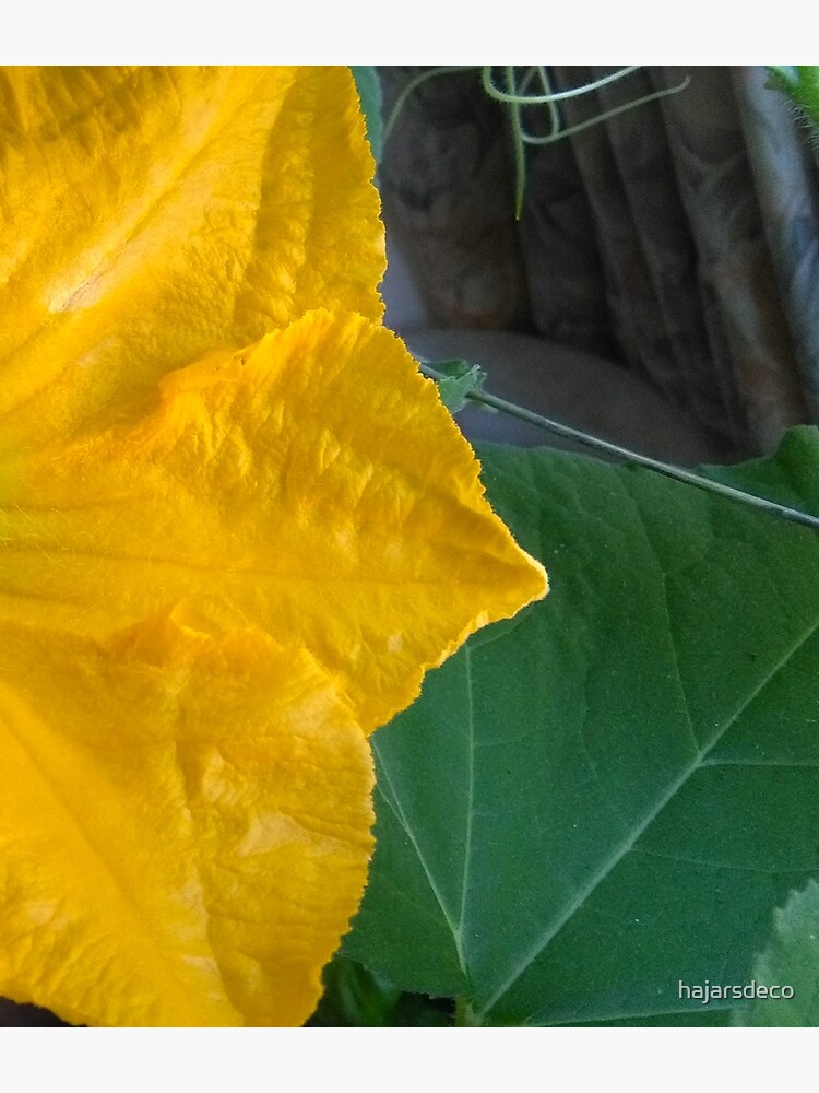 Pumpkin Blossom & Foliage by hajarsdeco