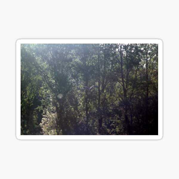 Item preview, Great Blue Heron in flight at Trojan pond, near Goble, Oregon designed and sold by Dawna Morton.