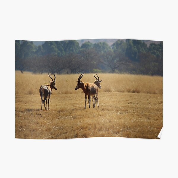 The Safari Poster