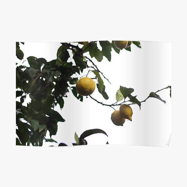 Italian Lemons Poster