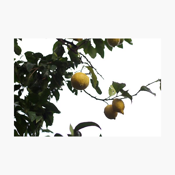 Italian Lemons Photographic Print
