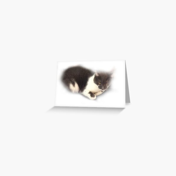 Cat Greeting Card