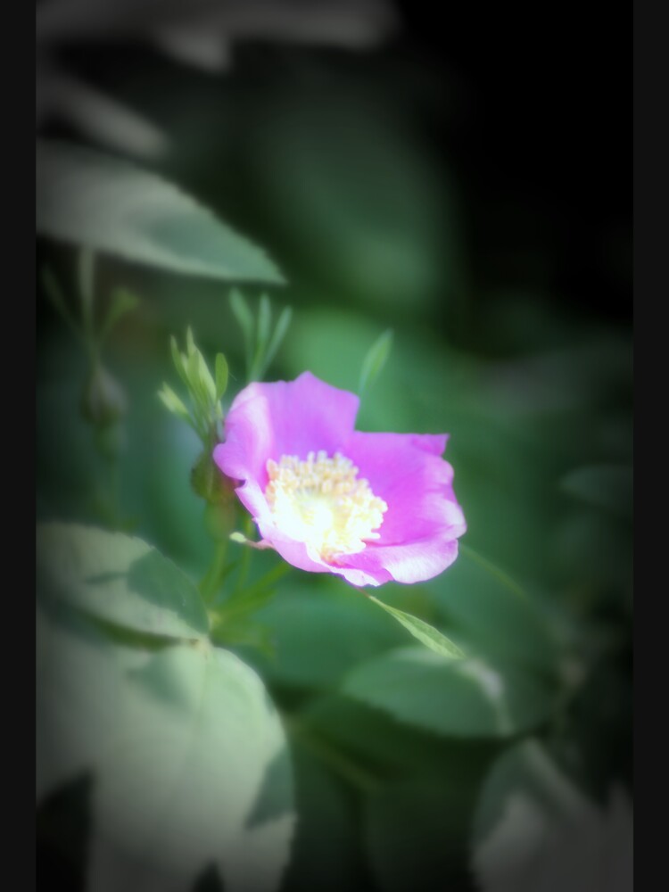 Old fashioned pink rose, near Trojan pond, Oregon by DlmtleArt