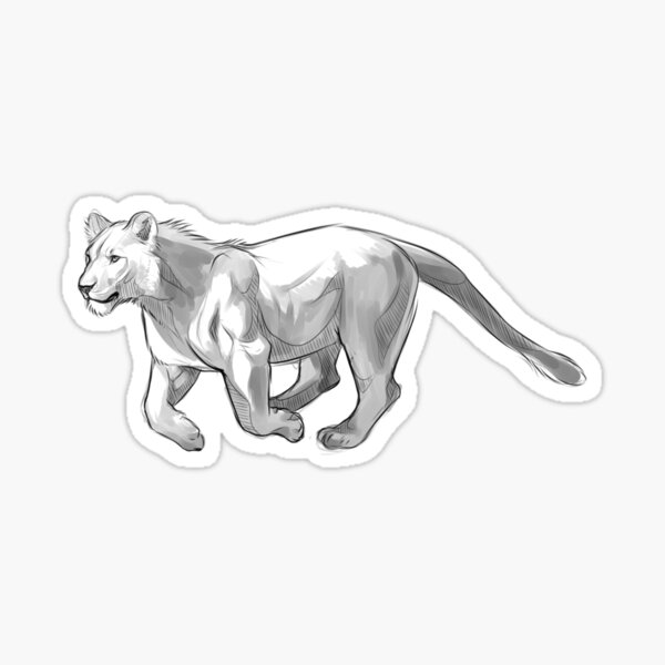 Young lion sticker Sticker