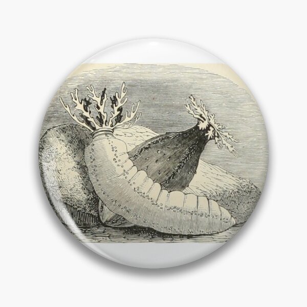 Item preview, Sea Cucumbers at Play designed and sold by seacucumber.