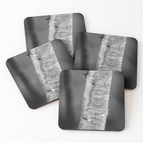 Item preview, Black and White Silver Birch Trunk designed and sold by VnGphoto.