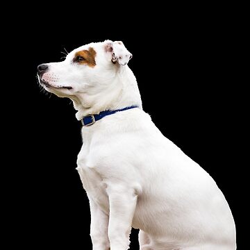 Jack Russell, Staffy Cross, Dog