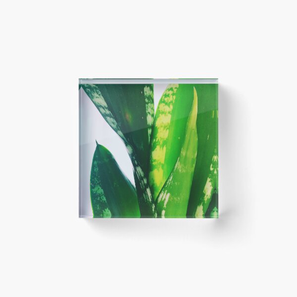 Item preview, Sansevieria Whitney 2 designed and sold by grdnstplantmom.