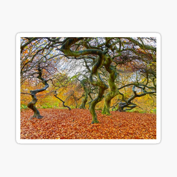 Item preview, Spooky trees in an autumn forest on Rügen Island, Germany designed and sold by Michael Brewer.