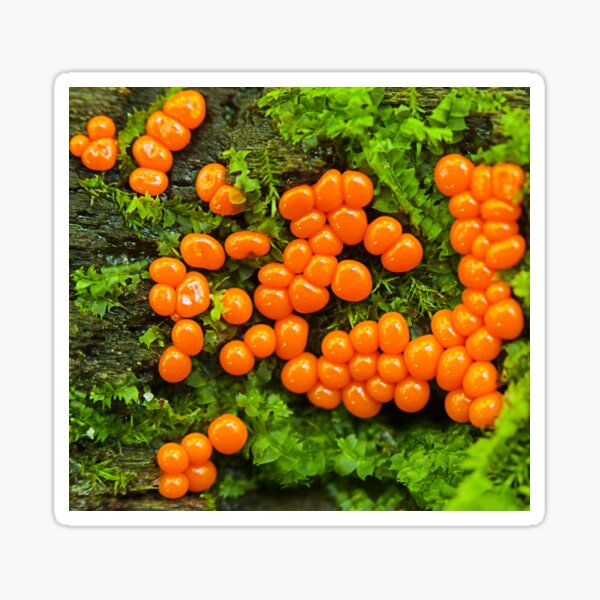 tiny slime mold Sticker