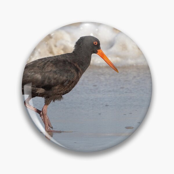 Item preview,  Sooty Oystercatcher ~ The Beachcomber designed and sold by Robert Elliott.