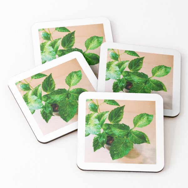 Item preview, Basil Baby in Leca designed and sold by grdnstplantmom.