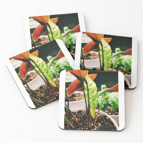 Item preview, Calathea Lancifolia designed and sold by grdnstplantmom.