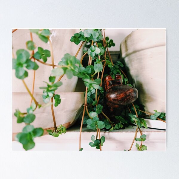 Artikelvorschau, Pilea Glauca und Hauspferd entworfen und verkauft von grdnstplantmom.