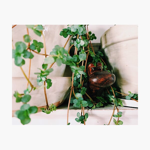 Artikelvorschau, Pilea Glauca und Hauspferd entworfen und verkauft von grdnstplantmom.