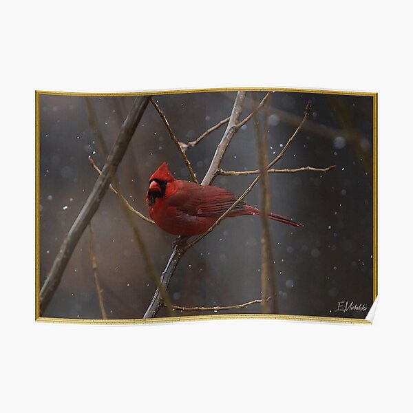 Cardinal in the snow lit on a branch Poster