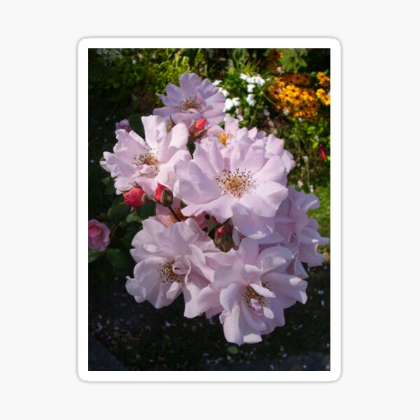 Pastel pink roses, Honfleur, France Sticker