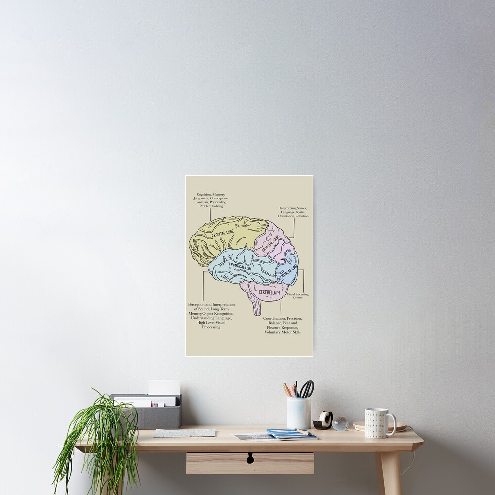 "Labeled Brain Diagram Psychology " Poster for Sale by Katlligraphy