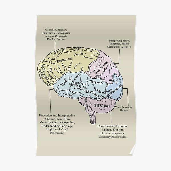 "Labeled Brain Diagram Psychology " Poster by Katlligraphy | Redbubble