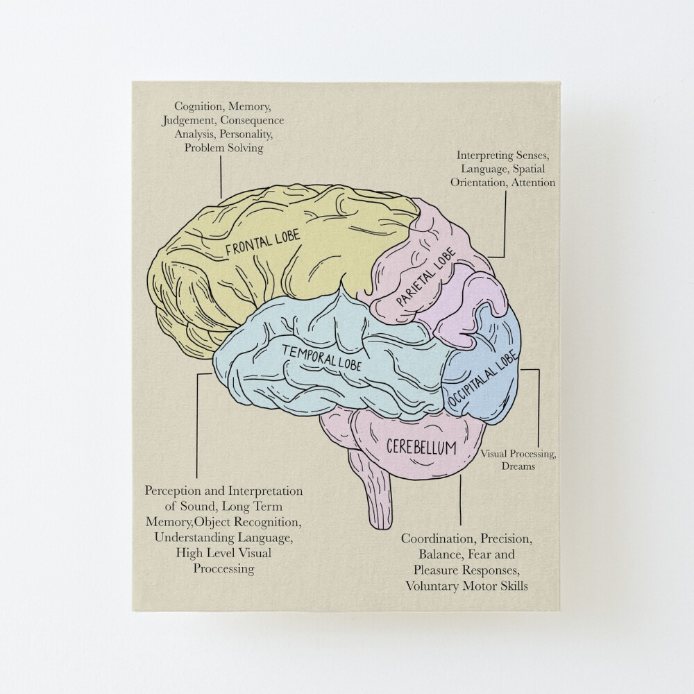 Neuroanatomy: Draw It to Know It for iPad/iPhone