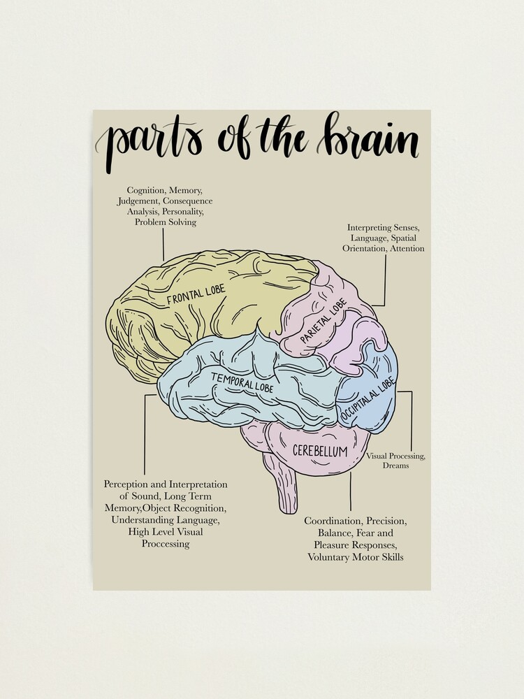 Parts of the Brain Psychology Photographic Print for Sale by