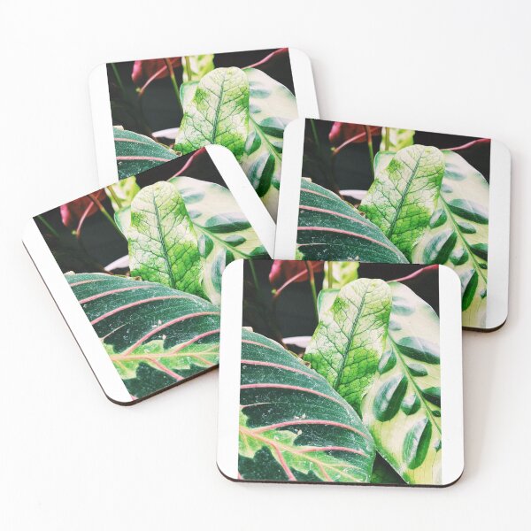 Item preview, Fern and Prayer Plants Group Shot designed and sold by grdnstplantmom.