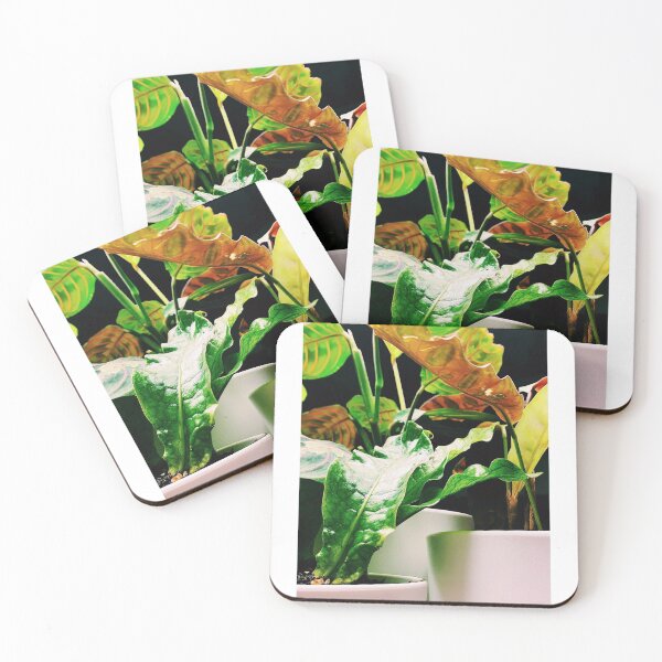 Item preview, Fern and Prayer Plants Group Shot 2 designed and sold by grdnstplantmom.