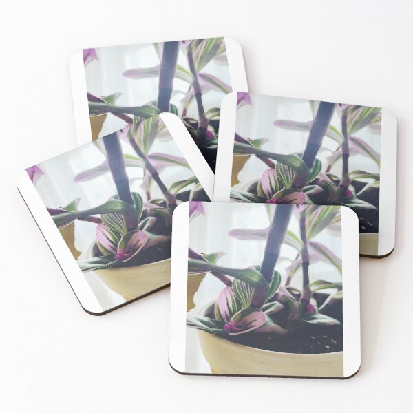 Item preview, Tradescantia Nanouk 2 designed and sold by grdnstplantmom.
