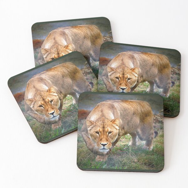 Item preview, Lioness Stalking Me!! designed and sold by Phil Le Cren.