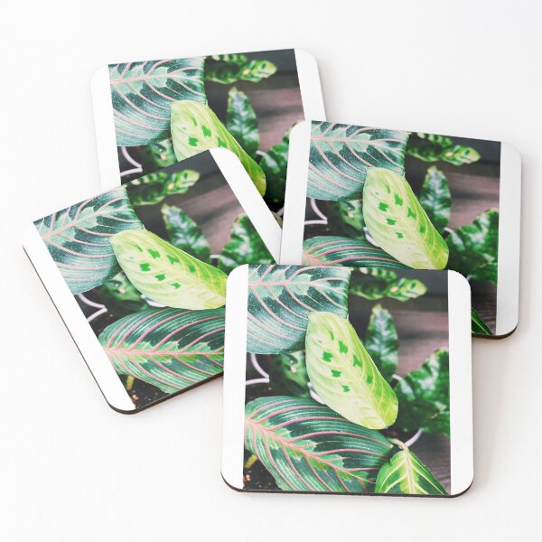 Item preview, Red Maranta-New Growth 2 designed and sold by grdnstplantmom.