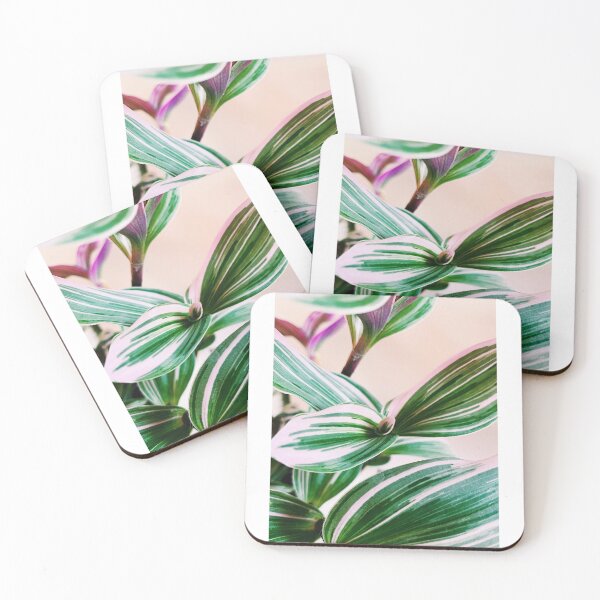 Item preview, Tradescantia Nanouk 3 designed and sold by grdnstplantmom.