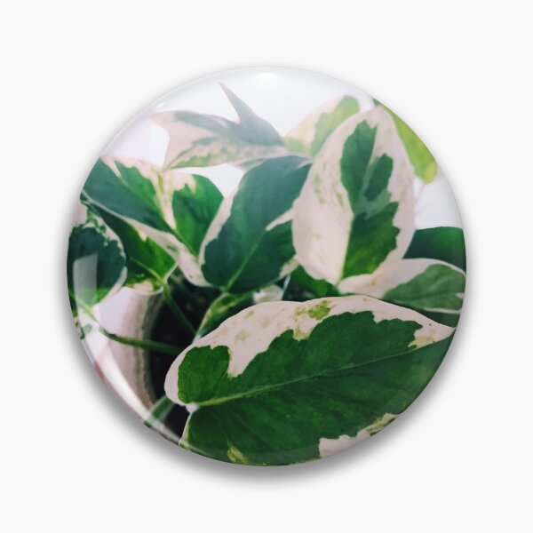 Item preview, Pearls and Jade Pothos designed and sold by grdnstplantmom.