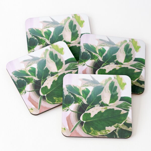 Item preview, Pearls and Jade Pothos designed and sold by grdnstplantmom.