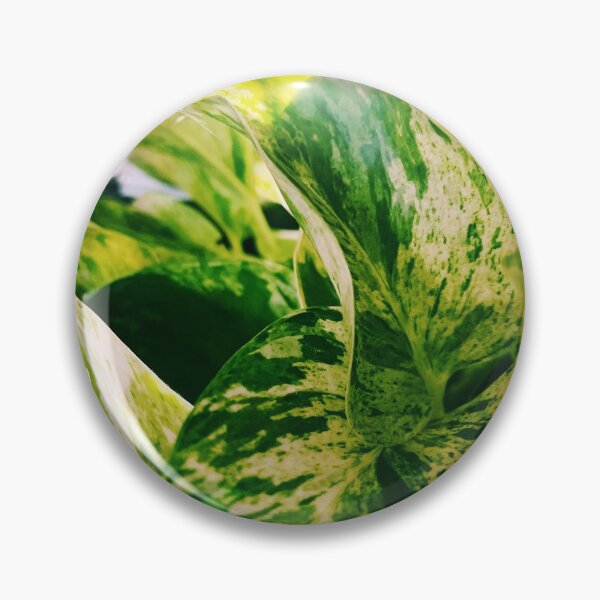 Item preview, Marble Queen Pothos 7 designed and sold by grdnstplantmom.