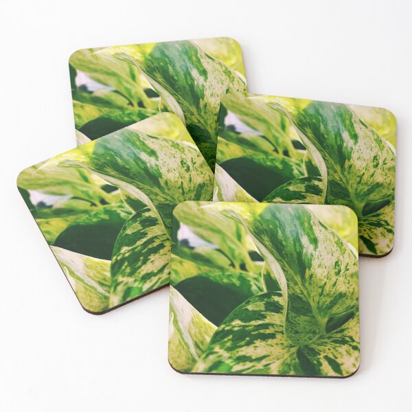 Item preview, Marble Queen Pothos 7 designed and sold by grdnstplantmom.